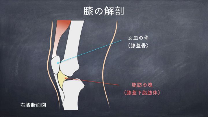 膝の解剖　膝蓋下脂肪体